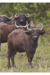 Water Buffalo Blank Book Lined Journal (5x7)