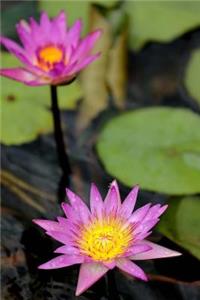 Spiritual Lotus Flowers On The Pond Surface