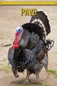Pavo - Datos interesantes para niños sobre estos sorprendentes y poderosos animales