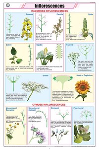 Teachingnest | Inflorescences Chart (58X90Cm) | Botany Chart | English | Wall Hanging
