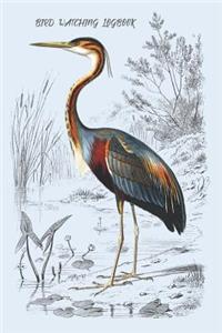 Bird Watching Logbook