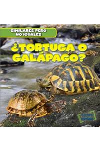 ¿Tortuga O Galápago? (Turtle or Tortoise?)