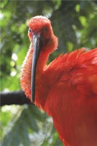 The Scarlet Ibis Bird Journal