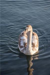 A Young Brown and White Swan Swimming on a Lake Water Bird Journal