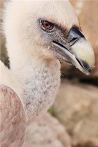 Cool Baby Vulture Bird of Prey Journal