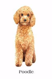 Poodle