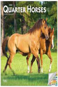 Quarter Horses 2022 Square