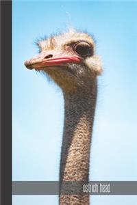 ostrich head