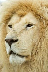 Portrait of a Proud Lion Journal