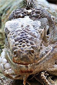Iguana Portrait Journal