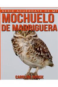 Mochuelo de madriguera