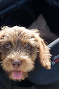 Hello Adorable Wirehair Brown Dachshund Puppy Dog Journal