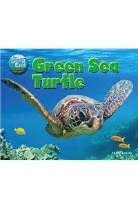 Green Sea Turtle