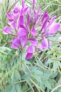 2020 Weekly Planner Pretty Purple Petals 134 Pages