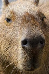 Capybara Portrait Journal