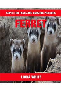Ferret