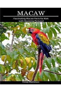 Macaw: Fascinating Macaw Facts for Kids with Stunning Pictures!