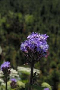 Alpine Blue Sow Thistle Flower Journal
