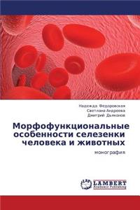 Morfofunktsional'nye Osobennosti Selezenki Cheloveka I Zhivotnykh