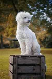 The Poodle Dog Journal