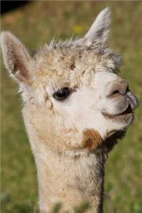 Alpaca Headshot Animal Journal