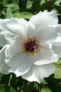 White Peony Flower Journal