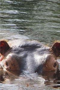 Hippopotamus in a Pond Journal
