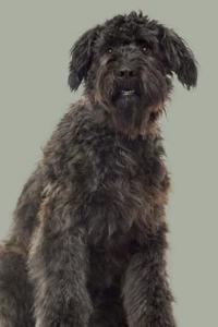 Bouvier Des Flandres: Artified Pets Journal/Notebook/Diary 160 Pages