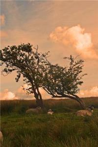 A View of a Sunrise on the Yorkshire Moors England Journal