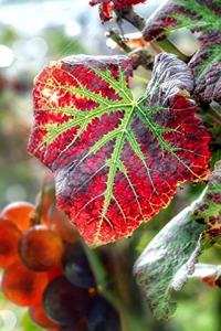 Red Leaf in Autumn Journal