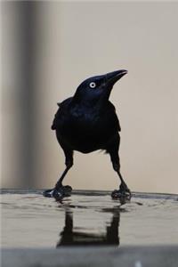 Common Grackle (Quiscalus Quiscula) Bird Journal: 150 Page Lined Notebook/Diary