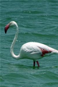 Greater Flamingo (Phoenicopterus Ruber) Bird Journal