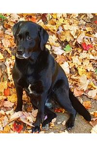 School Composition Book Black Labrador Retriever Dog Fall Leaves 130 Pages