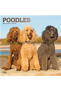 Poodles 2021 Square Foil