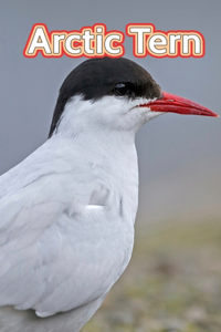 Arctic Tern