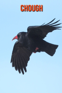Chough