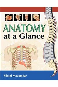 Anatomy at a Glance