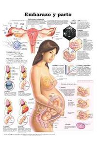 Pregnancy and Birth Anatomical Chart in Spanish (Embarazo y parto)