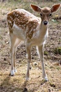 Young Deer in the Meadow Animal Journal