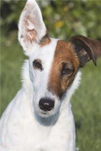 Fox Terrier Dog is Too Cool for School Journal