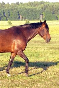 2020 Daily Planner Horse Photo Equine Dappled Bay 388 Pages