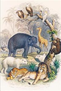 Animals Notebook
