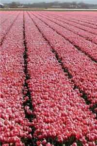 A Magnificent Pink Tulip Farm in Holland Journal