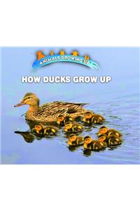 How Ducks Grow Up