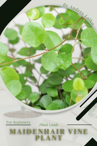 Maidenhair Vine Plant
