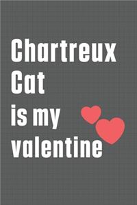 Chartreux Cat is my valentine