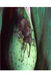 Insect School Composition Book Cotton Boll Weevil Entomology