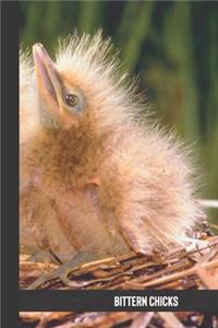 bittern chicks
