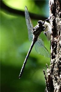 Dragonfly & Moth Pretty Blank Lined Journal for daily thoughts notebook Lovely Lake Arrowhead Photograph