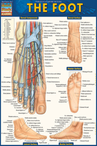 Anatomy of the Foot